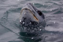 Leopard Seal